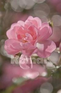 Fototapeta Bouquet 4-713