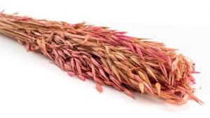 Suszony różowy owies bukiet boho 60cm
