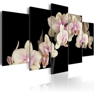 Obraz - Orchidea na kontrastującym tle