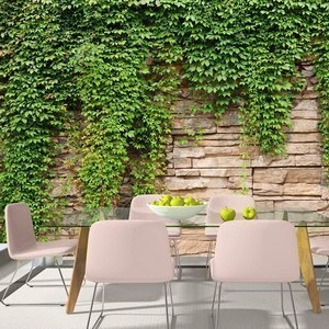 Fototapeta - Ściana bluszczu