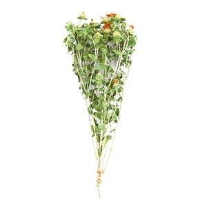 Szafran łąkowy naturalny krokosz barwierski