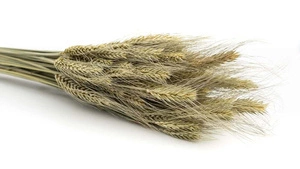 Suszone pszenżyto naturalne zboże boho