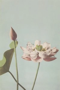 Fototapeta ścienna Esta Home 158890 Blush