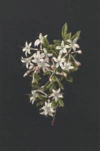 Fototapeta ścienna Esta Home 158885 Blush