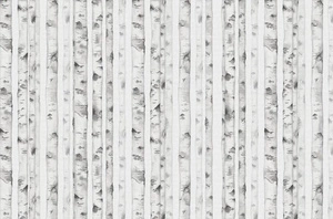 Fototapeta ścienna z leśnym motywem czarno-biała brzoza V106-2