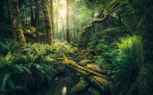 Fototapeta ścienna Elves Cathedral SHX9-028