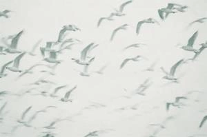 Fototapeta ścienna Ptaki w locie w odcieniu niebieskim V101-2