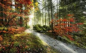 Fototapeta ścienna Feuerzungen SHX9-031