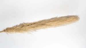 Trawa pampasowa 150cm naturalna boho - 3szt