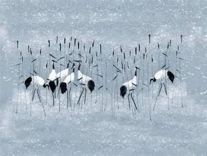 Fototapeta ścienna Żurawie na niebieskim tle V104-3