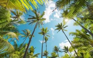 Fototapeta ścienna Coconut Heaven SHX9-108