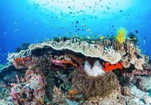 Fototapeta ścienna Coral Reef IANGX8-021