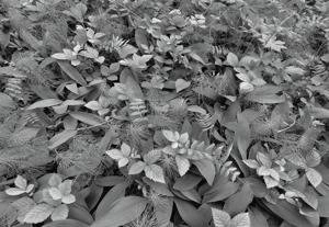 Fototapeta Forest Floor 8-914
