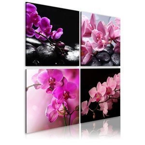 Obraz - Orchidee piękniejsze niż kiedykolwiek