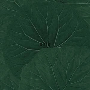 Tapeta ścienna Esta Home 138997 Jungle Fever