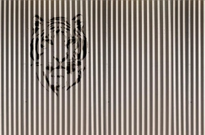 Fototapeta ścienna Tygrys na pasiastym tle V125-2