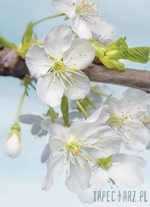 Fototapeta Blossom XXL2-033