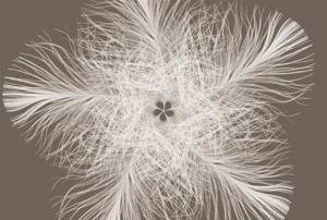 Fototapeta Federstern XXL4-006