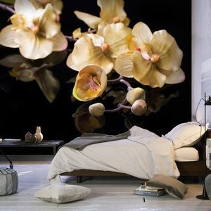 Fototapeta - Orchids in ecru color