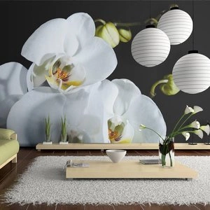 Fototapeta - Phalaenopsis