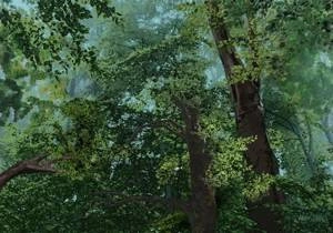 Fototapeta ścienna Las Polski 28