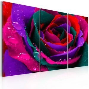 Obraz - Tęczowa róża