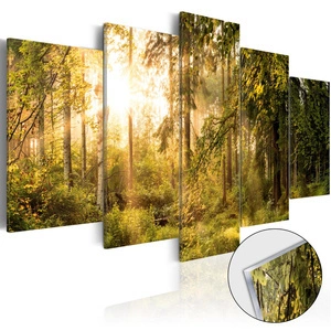Obraz na szkle akrylowym - Magia lasu [Glass]