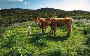 Fototapeta ścienna Kuhparadies SHX9-051