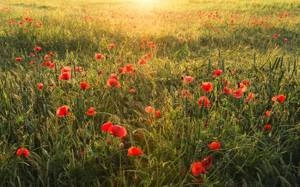 Fototapeta ścienna Poppy World I SHX9-071