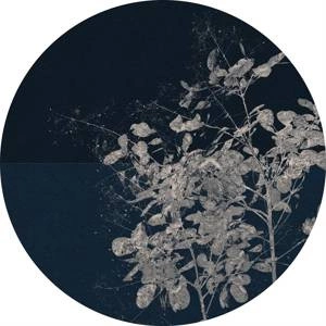 Fototapeta ścienna Branch D1-033