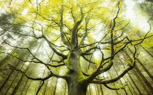 Fototapeta ścienna Der Traumbaum SHX9-020