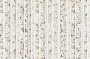 Fototapeta ścienna z leśnym motywem beżowa brzoza V106-1