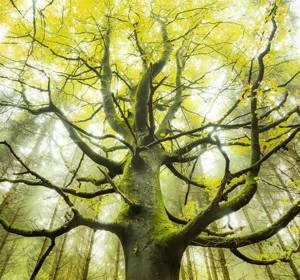 Fototapeta ścienna Der Traumbaum SHX6-020