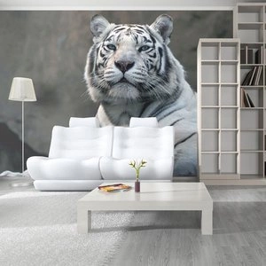 Fototapeta - Tygrys bengalski w zoo