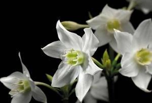 Fototapeta Madonna 4-259