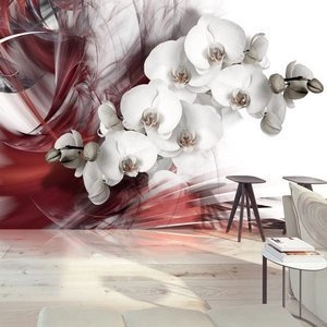 Fototapeta - Orchidea w czerwieni