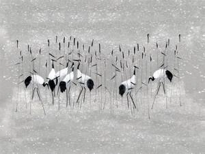 Fototapeta ścienna Żurawie na szarym tle V104-1