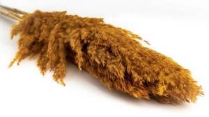 Trawa pampasowa ochra 70cm suszona boho