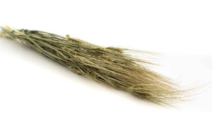 Suszony jęczmień wiązanka zboże boho