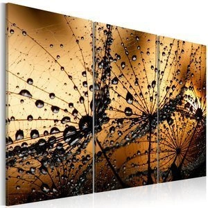 Obraz - Dmuchawce i rosa