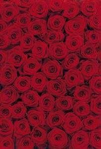 Fototapeta Roses 4-077
