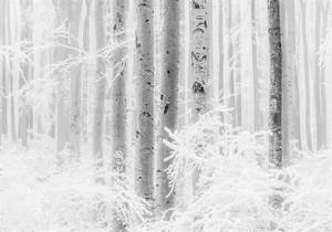 Fototapeta ścienna Winter Wood R4-043